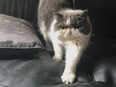 -芭比堂动物医院·犬猫全科·异宠专科(雁塔分院)