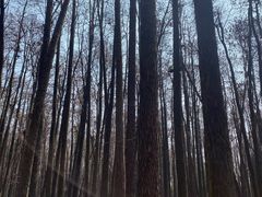 -上海共青森林公园