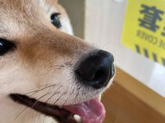 -南京Hallo宠物乐园·哈罗犬舍·柴犬繁育基地