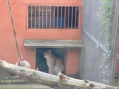 -青藏高原野生动物园