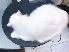 -PETKIT 小佩宠物·低压洗护·美容·寄养(安远店)