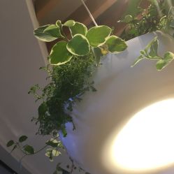 -悦诗风吟innisfree