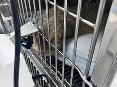 -中农国际动物医院24小时·猫科·骨科·急重症中心