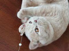 -Catmate·猫肥家润(金润铂宫店)