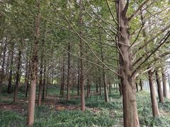 -黄海国家森林公园