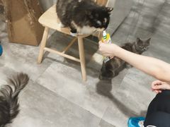 -楼上猫咖(罗湖店)