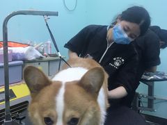 -宠伴小精灵宠物店(鼓楼店)