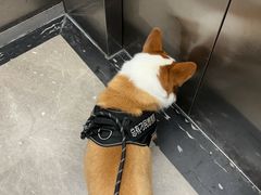 -佳雯宠物医院·皮肤科·内外科(春晓路分院)