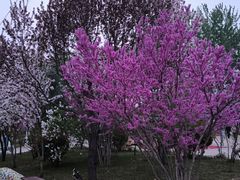 -石家庄市动物园