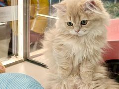 -babydoll猫舍·米努特·德文·缅因(久光中心店)