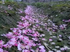 -樂桃源奉贤黄桃种植采摘基地