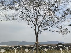 -光明小镇欢乐田园