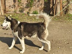 -圣露庄园·露营·烤肉·亲子