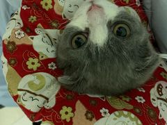 -百信宠物医院(东升街店)