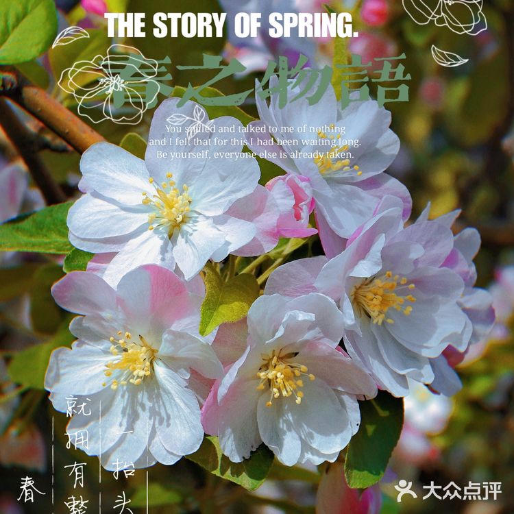 🌸京城赏花攻略|北土城地铁口,让你免费拥抱海棠花海🌷