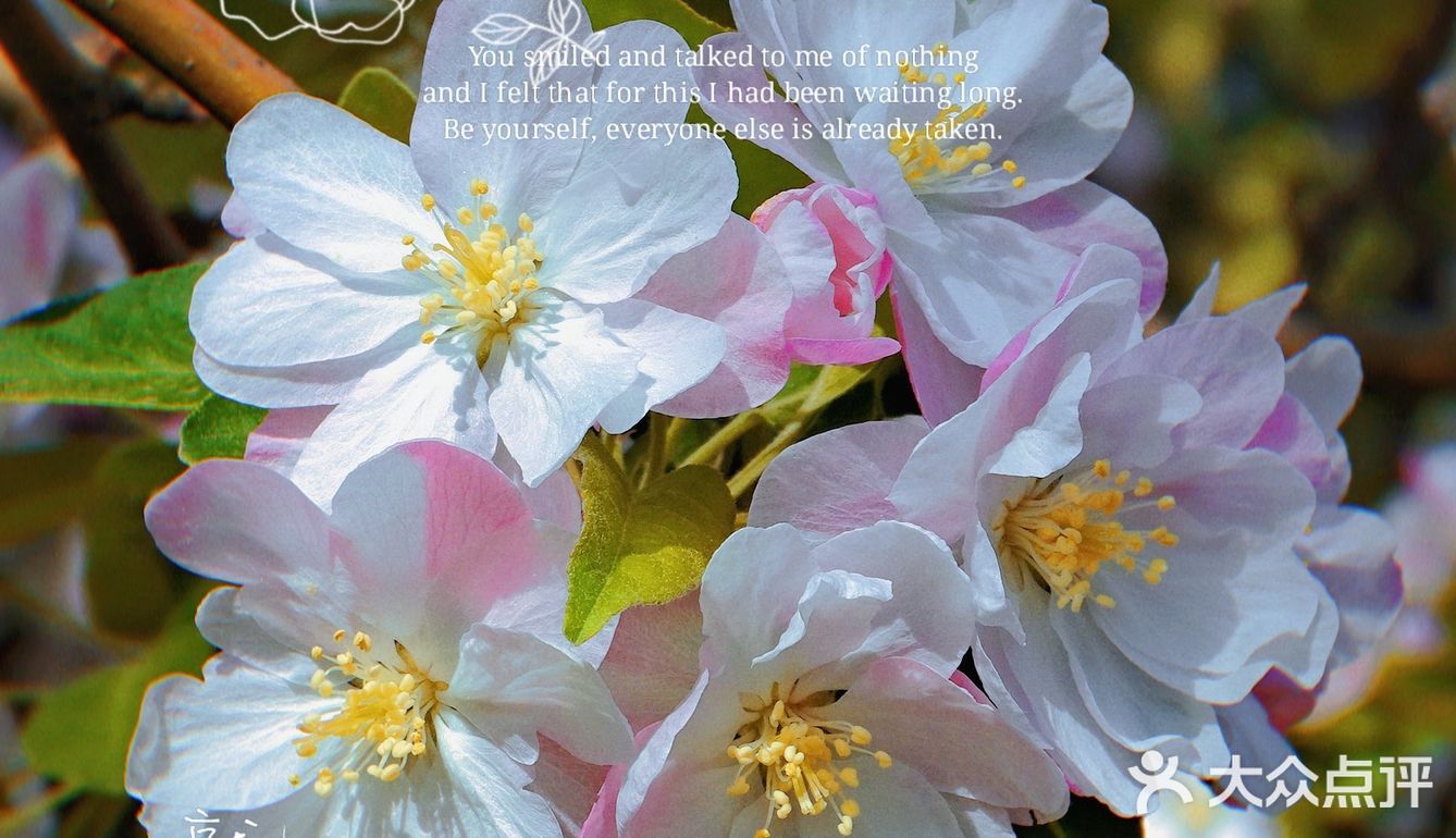 🌸京城赏花攻略|北土城地铁口，让你免费拥抱海棠花海🌷