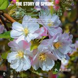 🌸京城赏花攻略|北土城地铁口，让你免费拥抱海棠花海🌷