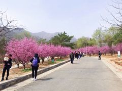 -北京鹫峰国家森林公园