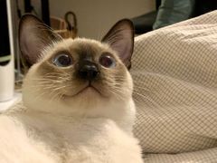 -屋虎猫馆(宝安大仟里店)