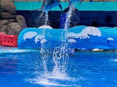 -海合安成都极地海洋公园