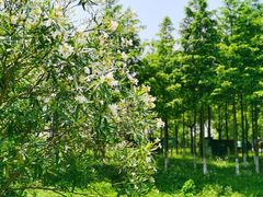 -盐官日光域房车营地·有盐餐厅