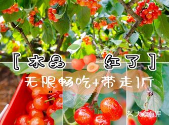 成都周边 | 超大水晶樱桃采摘，抿甜