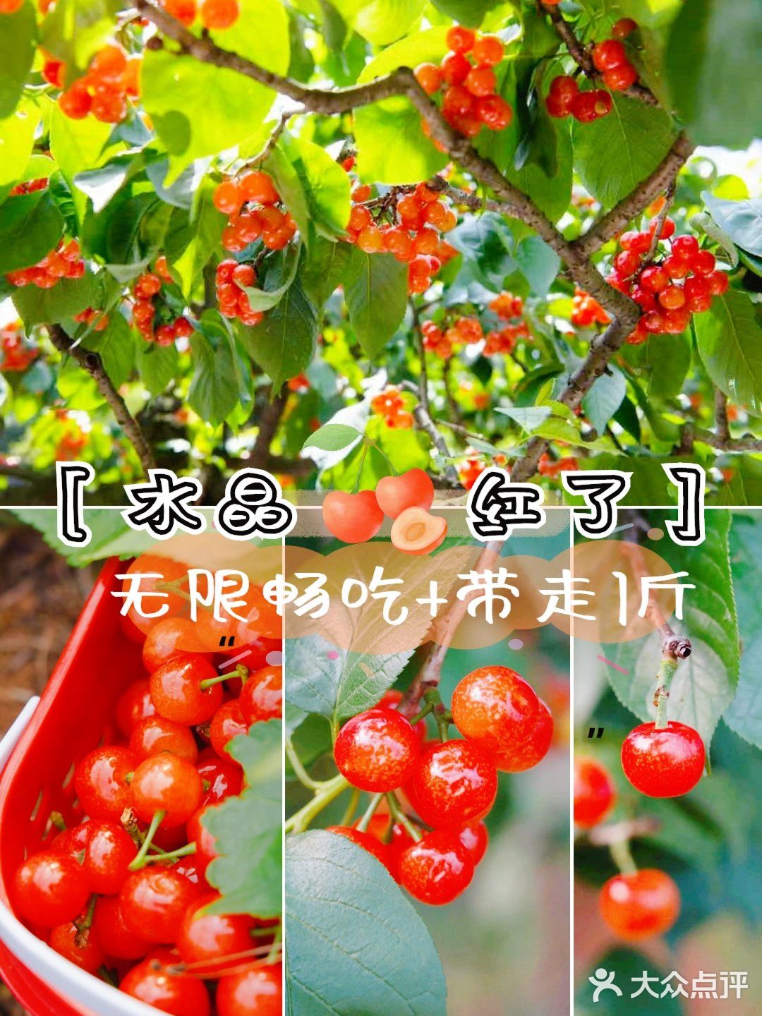 成都周边 | 超大水晶樱桃采摘，抿甜