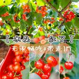 成都周边 | 超大水晶樱桃采摘，抿甜