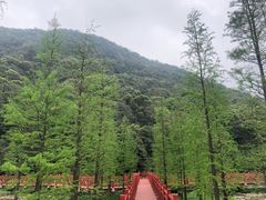-广州市石门国家森林公园