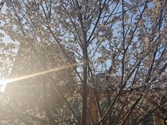 -循礼门鲜花花市(武汉循礼门店)