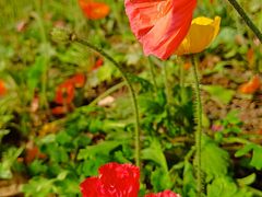 -二沙岛艺术公园