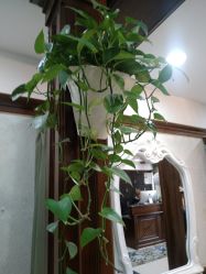 -YESIDO椰岛造型烫发染发