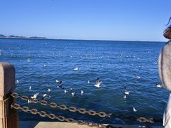 -烟台海昌鲸鲨海洋公园