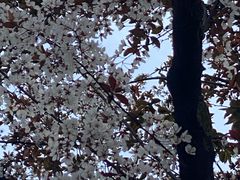 -静安公园(静安寺街道)