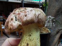 -茶马古道·野生菌清汤黄牛肉(沙溪店)