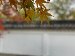 -秋霞圃