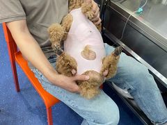 -伟伟宠物医院·CT影像中心·瑞派犬猫综合性门诊(汉口总院)