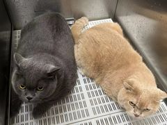 -北京观赏动物医院·24小时大型综合·猫专科·异宠专科