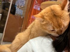 -米乐乖乖猫咪咖啡馆·猫咖(深圳湾后海汇店)