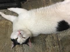 -猫咪博物馆(顶澳仔猫街店)