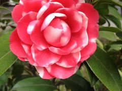 iphone_upload_pic-常熟方塔园