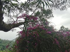 -广州市白云山风景名胜区