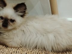 -楼上猫咖(罗湖店)