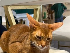 -飞行喵MR PILOT|猫舍·猫咖(静安大融城店)