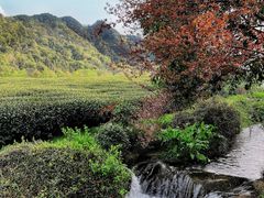 -中国茶叶博物馆(双峰馆区)
