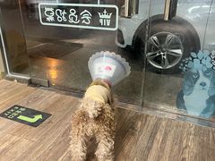 -中农大我爱我爱24h动物医院·中医针灸·猫专科·骨科医疗中心(双井店)