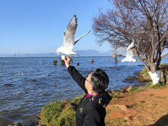 -呈贡滇池生态湿地公园