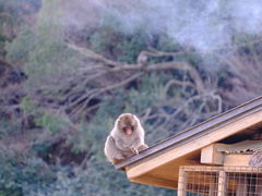 -岚山猴子公园