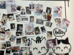 -瑞派·关忠动物医院·猫专科·犬专科(三环新城店)