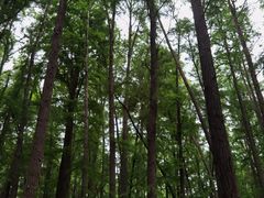 -上海共青森林公园